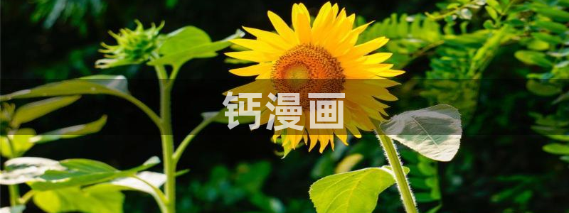 寄宿日记漫画汗汗漫画：钙漫画